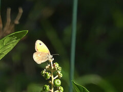 Coenonympha pamphilus