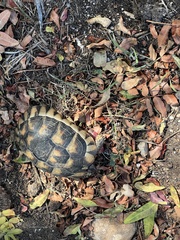 Testudo marginata