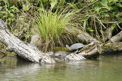 Mauremys mutica mutica