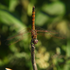 Trithemis annulata