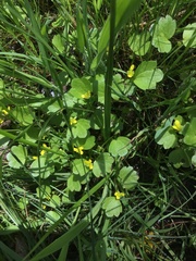Ranunculus parviflorus