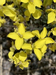 Erysimum flavum