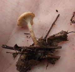Singerocybe phaeophthalma