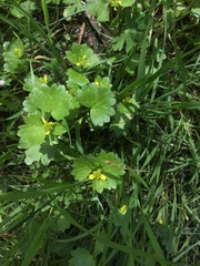 Ranunculus parviflorus