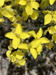 Erysimum flavum