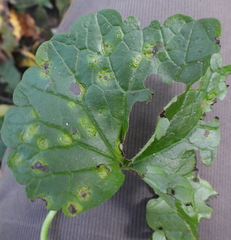 Puccinia glechomatis