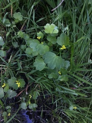 Ranunculus parviflorus