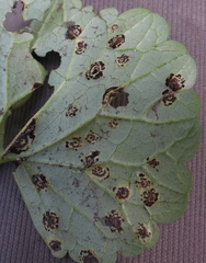 Puccinia glechomatis
