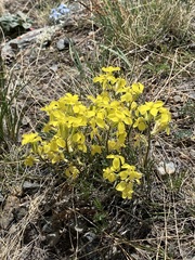 Erysimum flavum
