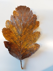 Scandosorbus intermedia