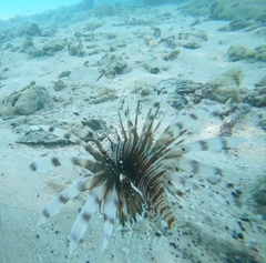 Pterois volitans