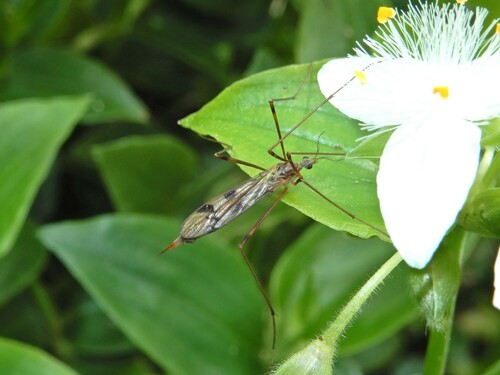 Gynoplistia (Gynoplistia) fuscoplumbea