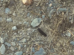 Nyctophila reichii