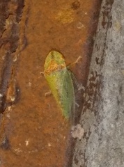 Xerophloea