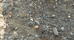 Nyctophila reichii