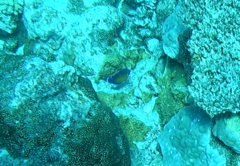 Centropyge bispinosa