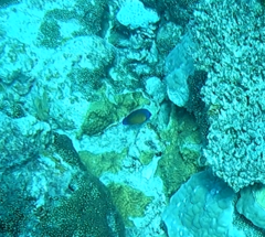 Centropyge bispinosa