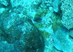 Centropyge bispinosa