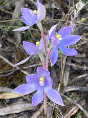 Thelymitra