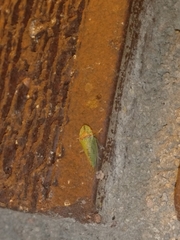 Xerophloea