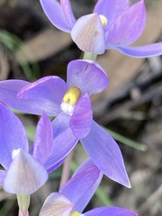 Thelymitra