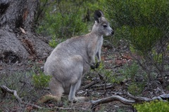 Osphranter robustus erubescens