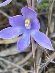 Thelymitra