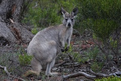 Osphranter robustus erubescens