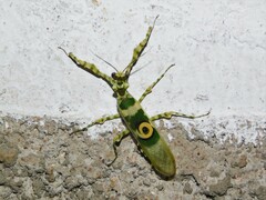 Pseudocreobotra ocellata