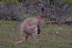 Osphranter robustus erubescens