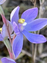 Thelymitra