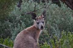 Osphranter robustus erubescens
