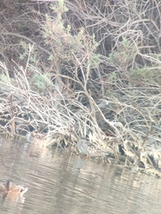 Marmaronetta angustirostris