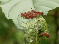 Thyrassia