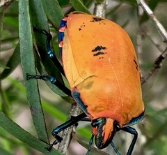 Tectocoris diophthalmus