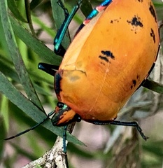 Tectocoris diophthalmus