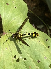 Phimenes flavopictus