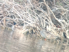 Marmaronetta angustirostris