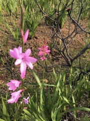 Watsonia marginata