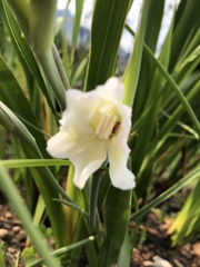 Gladiolus carneus