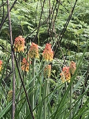 Kniphofia