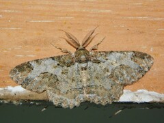 Colocleora divisaria