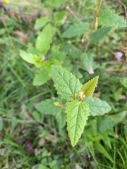 Howittia trilocularis