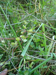 Muehlenbeckia complexa