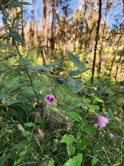 Howittia trilocularis