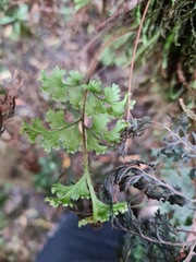 Hymenophyllum scabrum
