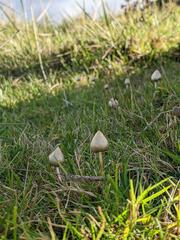 Psilocybe semilanceata