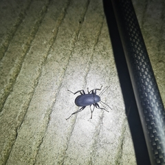 Plesiophthalmus davidis