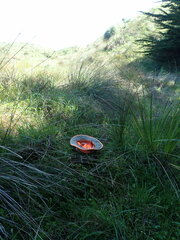 Muehlenbeckia complexa