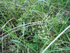 Muehlenbeckia complexa